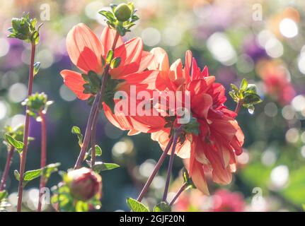 USA, Oregon, Canby, Swam Island Dahlias, Dahlia Blumengarten in voller Farbe Stockfoto