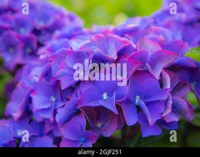 USA, Oregon, Cannon Beach, Northwest Hortensia Blossom Stockfoto
