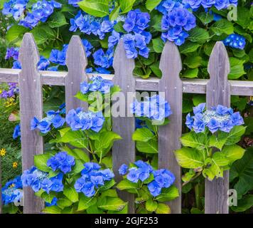 USA, Oregon, Cannon Beach, Northwest Hortensia Bloom Picket Fence Stockfoto