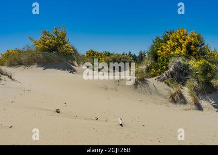 Yellow Flowers Sand Dunes National Recreation Area Oregon Stockfoto
