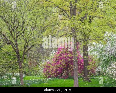 USA, Pennsylvania, Wayne und Chanticleer Gardens frühlingshaft blühende Krebse und Narzisse Stockfoto