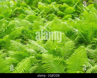 USA, Pennsylvania, Wayne und Chanticleer Gardens mit grünen üppigen Farnen Stockfoto