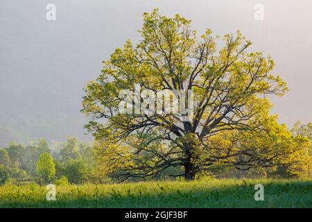 Sonnenaufgang in Cades Cove im Frühling, Great Smoky Mountains National Park, Tennessee. Stockfoto