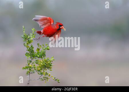 Männlicher nördlicher Kardinal im Flug, Rio Grand Valley, Texas Stockfoto