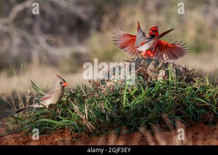 Männlicher nördlicher Kardinal im Flug, Rio Grand Valley, Texas Stockfoto