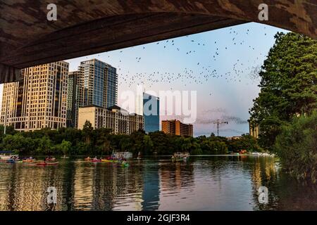 Mexikanische Fledermäuse fliegen in der Abenddämmerung von der Congress Street Bridge in Austin, Texas, USA Stockfoto