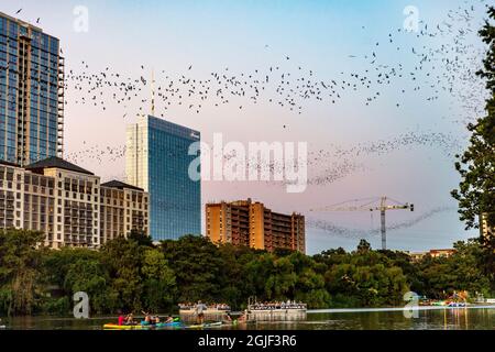 Mexikanische Fledermäuse fliegen in der Abenddämmerung von der Congress Street Bridge in Austin, Texas, USA Stockfoto