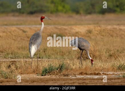 Sarus Crane (Grus antigone antigone) Paar auf bewachsenen Bereich der Salinen Little Rann von Kachchh, Gujarat, Indien November Stockfoto