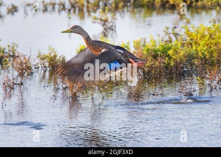 Gefleckte Ente beim Fliegen. Stockfoto