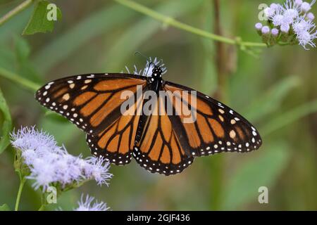 Fütterung des Monarchen (Danaus plexippus). Stockfoto