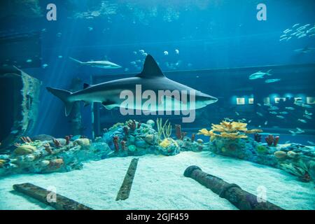 Sandbarenhai (Carcharhinus plumbeus) im Aquarium. Stockfoto