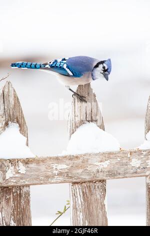 Blauhäher (Cyanocitta cristata) auf der Nahrungssuche. Stockfoto