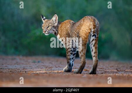 Bobcat (Lynx rufus) Jagd. Stockfoto