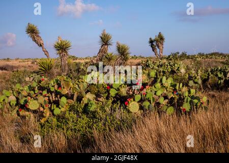 Yuccas (Yucca sp.) und Kaktus aus stacheliger Birne (Opuntia sp.) im Küstenrasengras Stockfoto