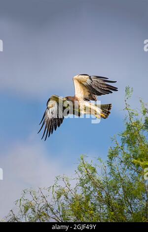 Swainson's Hawk (Buteo Swainsoni) im Flug. Stockfoto