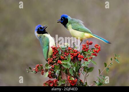 Green Jays (Cyanocorax yncas) kämpfen um Barsch Stockfoto