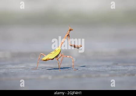 Texas Unicorn Mantis (Phyllovates chlorophaena) stehend Stockfoto