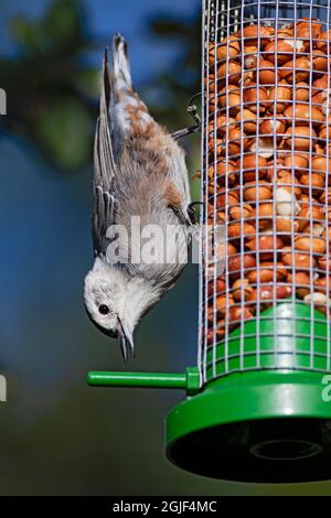 Weißbrustnuthatch (Sitta carolinensis), der aus dem Futterhäuschen isst Stockfoto