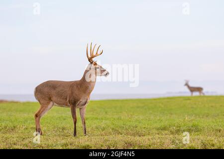 Weißschwanzhirsch (Odocoileus virginianus) auf der Wiese Stockfoto