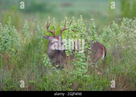 Weißschwanzhirse (Odocoileus virginianus), Männchen, der auf hohem Unkraut stöbert Stockfoto