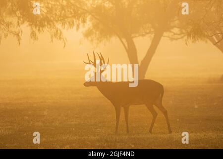 Weißschwanzhirsch (Odocoileus virginianus), der im Morgennebel steht Stockfoto