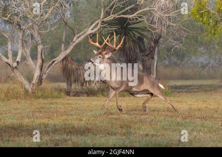 Rotschwanzhirse (Odocoileus virginianus) Männchen, das Weibchen während der Brutzeit jagt. Stockfoto