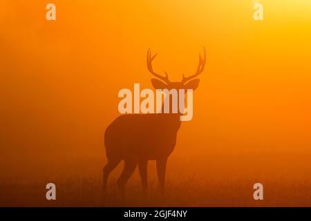 Weißschwanzhirse (Odocoileus virginianus) im Morgennebel. Stockfoto