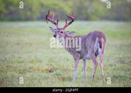 Weißschwanzhirsch (Odocoileus virginianus), der Samtgeweih abgibt, verhärtete Geweihe Stockfoto