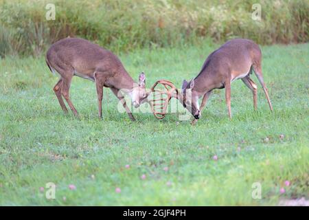 Weiß - angebundene Rotwild (Odocoileus Virginianus) Dollar kämpfen Stockfoto