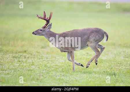 Rotschwanzhirsch (Odocoileus virginianus) läuft Stockfoto