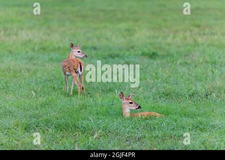 Weißschwanzhirse (Odocoileus virginianus) kännen auf der Wiese Stockfoto