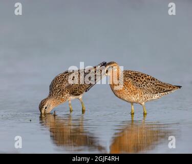 Kurzschnabel-Dowitcher, Limnodromus griseus caurinus, Bolivar Flats, Texas Stockfoto