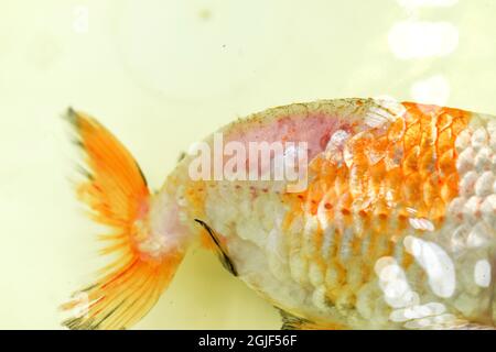 Schuppenverlust auf dem Rücken von kranken Löwenkopf-Goldfischen. Seitenansicht. Stockfoto