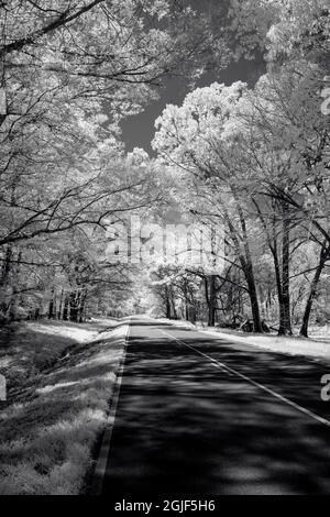 Blick auf den Highway unter Bäumen Stockfoto