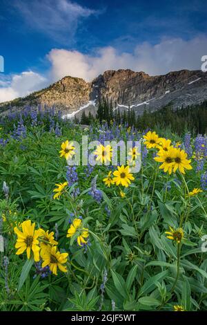 Arnica und Lupine, Devils Castle, Albion Basin, Alta Ski Resort Wasatch Mountains, in der Nähe von Salt Lake City, Utah, USA. Stockfoto