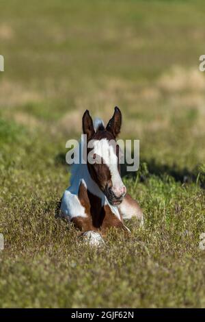 Einjähriges Fohlenpferd, das im Grasland entlang der Pony Express Byway in der Nähe von Dugway und Salt Lake City, Utah, USA, ruht. Stockfoto