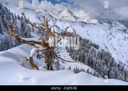 USA, Utah, Antike Limberkiefer auf Bergrücken im Winter Big Cottonwood Canyon in der Nähe von Salt Lake City und Alta Stockfoto