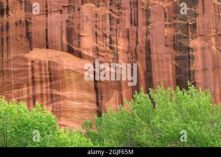 USA, Utah, Capitol Reef National Park, Fremont Cottonwood wächst neben Sandsteinwänden mit mineralgebeiztem Wüstenlack. Stockfoto