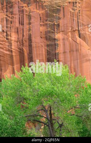 USA, Utah, Capitol Reef National Park, Fremont Cottonwood wächst neben Sandsteinwänden mit mineralgebeiztem Wüstenlack. Stockfoto