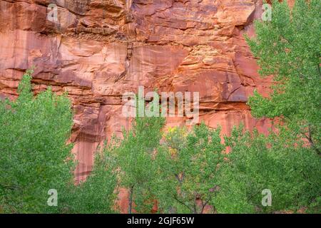 USA, Utah, Capitol Reef National Park, Fremont Cottonwood wächst entlang der Sandsteinwände. Stockfoto