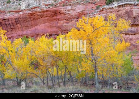 USA, Utah, Capitol Reef National Park, herbstliche bunte Fremont-Cottonwood-Bäume und Sandsteinmauern im Fremont Valley. Stockfoto