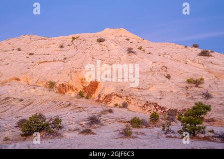 USA, Utah, Grand Staircase - Escalante National Monument, Morgenhimmel über erodiertem Navajo-Sandstein mit verstreuten Pinien; in der Nähe des Burr Trail. Stockfoto