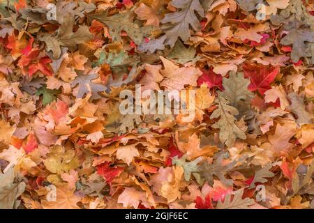 USA, Utah, Grand Staircase Escalante National Monument; Herbstblätter aus Eiche und Ahorn in Lick Wash. Stockfoto