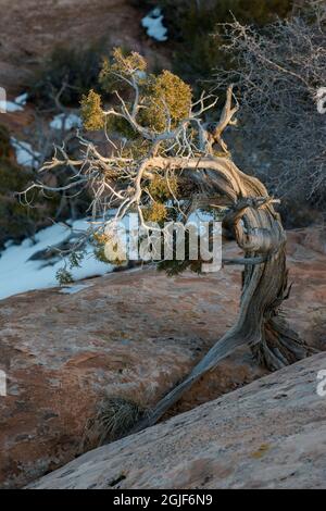 USA, Utah. Utah Juniper im letzten Licht, Arches National Park. Stockfoto