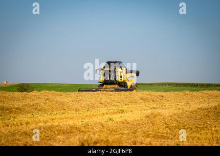 New Holland CX8080 auf einem Feld an sonnigen Sommertagen Frankreich, Bretagne 25 August 2021. Gelbe Mähdrescherernte auf Getreidefeld. Sommerernte. Harve Stockfoto