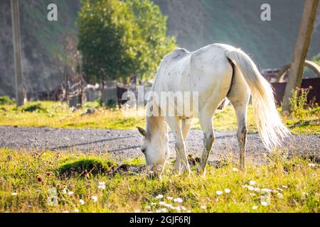 Schönes weißes Pferd von hinten auf dem grünen Feld sonnigen Sommertag Stockfoto