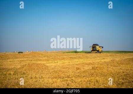 New Holland Landwirtschaft gelb Mähdrescher erntet Weizen in der Region France Bratny am 25. August 2021. Weizenschere. Mähdrescher vor Ort. Industrielles Personal Stockfoto