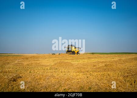 New Holland CX8080 auf einem Feld an sonnigen Sommertagen Frankreich, Bretagne 25 August 2021. Gelbe Mähdrescherernte auf Getreidefeld. Sommerernte. Harve Stockfoto