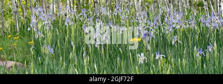 USA, Utah. Aspen (Populus sp.) und Wild Iris (Iris missouriensus) im üppigen Frühlingswald, dem Manti La Sal National Forest. Stockfoto