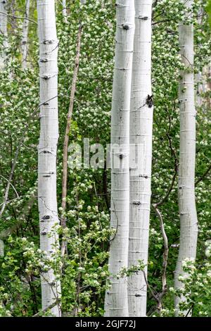 USA, Utah. Aspen (Populus sp.) und blühende Utah-Dienstbeere (Amelanchier utahensis) im üppigen Frühlingswald, dem Manti La Sal National Forest. Stockfoto